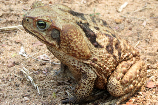 rhinella schneideri 2