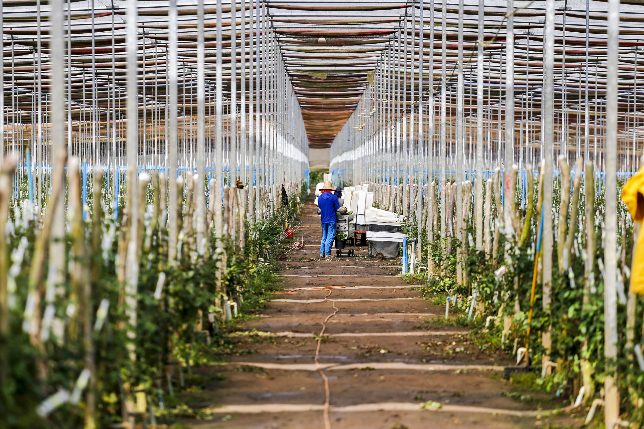 Resultado de imagem para Com polÃ­ticas pÃºblicas para o setor, CearÃ¡ se destaca como polo produtor de flores no Brasil