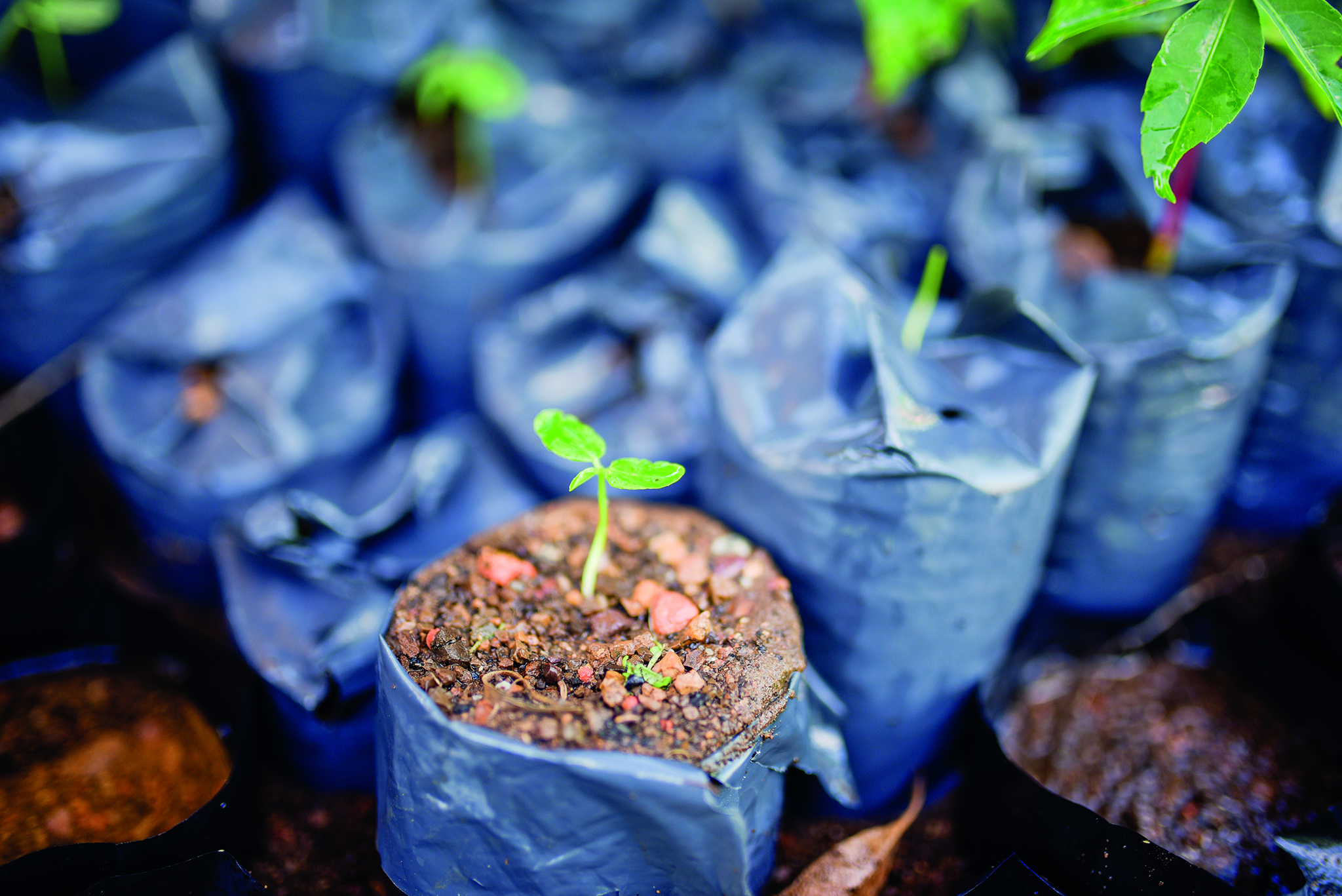 Semana do Meio Ambiente -TJRR promove ações de sustentabilidade e