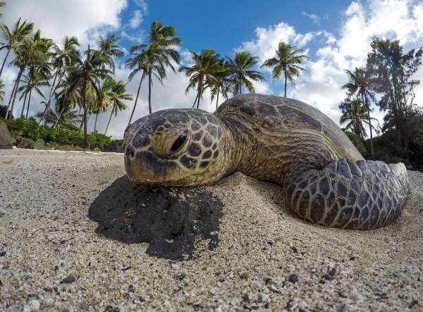 A Marinha identificou que a luz alaranjada no mar de Maceió é semelhante a  sinalizadores. - ZéNewsAi