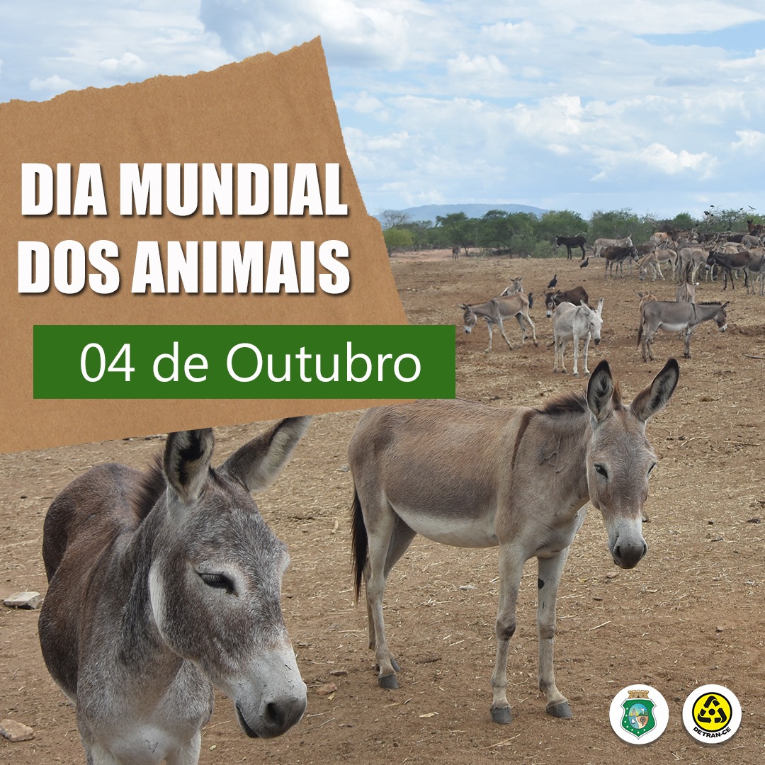 Banner do Detran-CE promovendo o dia mundial dos animais