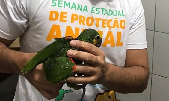 Semace aplica multa de R$ 195 mil a traficante de animais