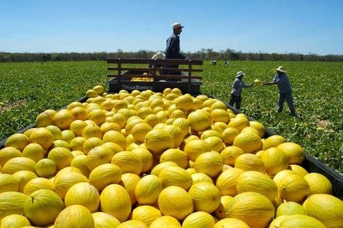 Mercado chinês está oficialmente aberto para exportação de melão produzido  no Ceará - Governo do Estado do Ceará