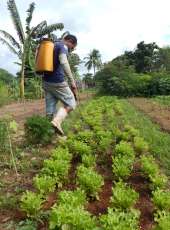 Produtores no Cariri combatem lagarta do milho com uso de bioinseticida Bt