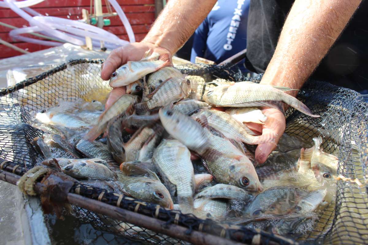 Projeto de Peixamento distribuiu 95 mil alevinos nesta semana