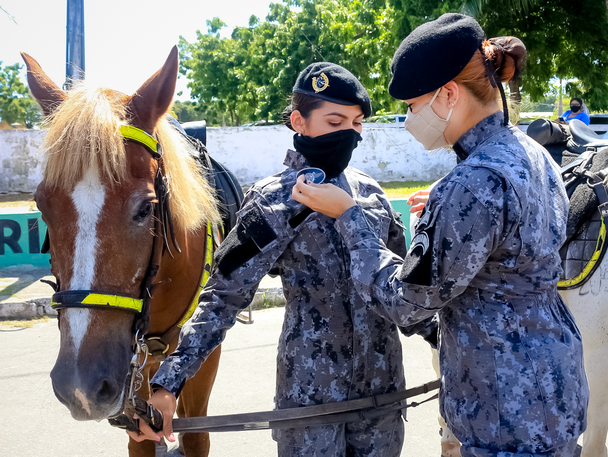 Curso de cavalaria: importância, cursos e mais!