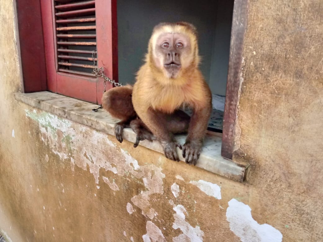 Semace resgata macaco-prego e autua por cativeiro irregular em Trairi -  Governo do Estado do Ceará