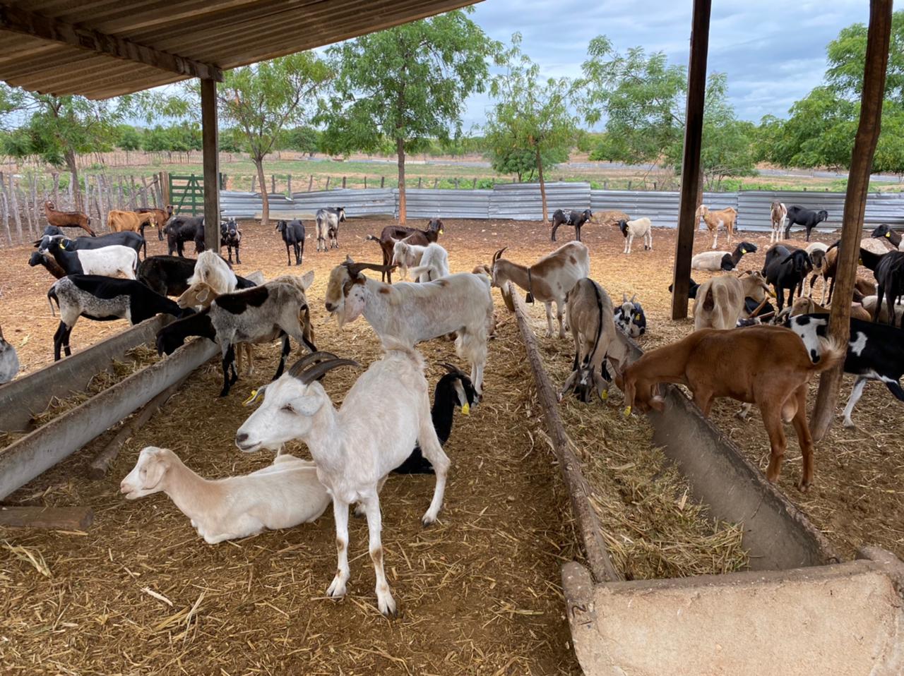 Operação da PRF recolhe 23 cavalos abandonados em rodovias do