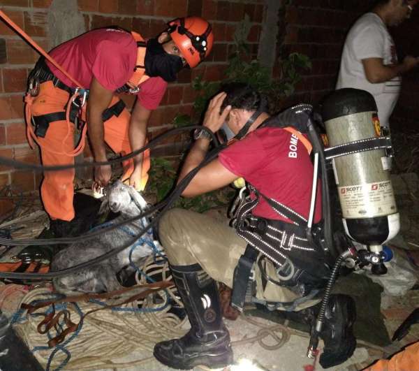 Cabra é resgatada após cair em cacimba de 25 metros