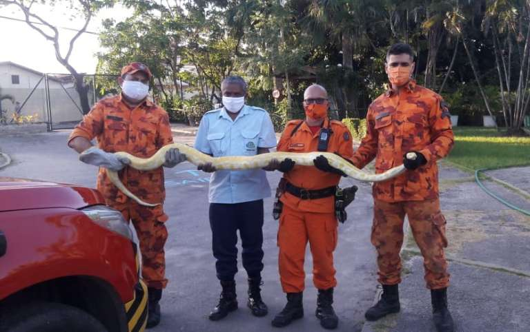 Corpo de Bombeiros resgata cobra mais venenosa do Brasil em residência de  Itaitinga