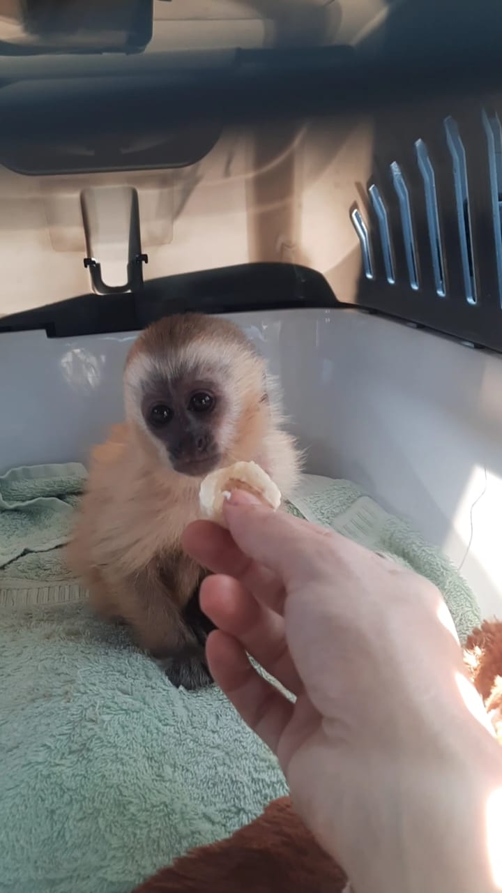 Semace realiza resgate de filhote de macaco-prego em Jaguaribe