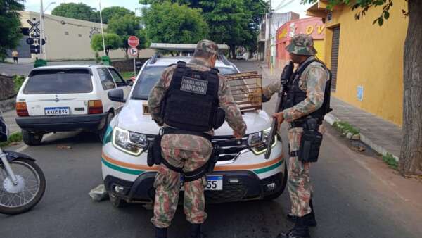 Ataque de abelhas mata cavalo, galinhas e deixa homem ferido em Juazeiro do  Norte, no Ceará, Ceará