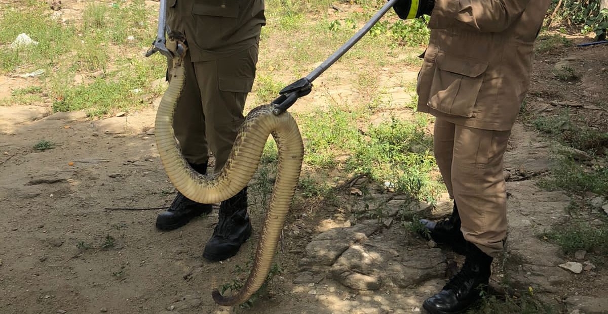 Corpo de Bombeiros resgata cobra cascavel no município de Choró